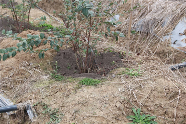 藍莓基地售后跟蹤服務