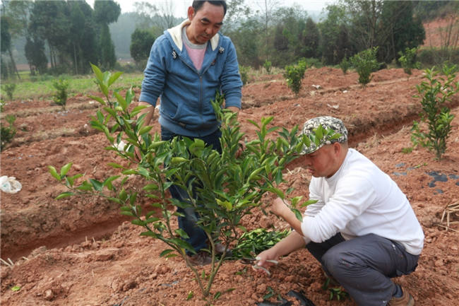 我公司植保團(tuán)隊(duì)老師再次來(lái)到德陽(yáng)生態(tài)農(nóng)業(yè)基地進(jìn)行售后跟蹤指導(dǎo)